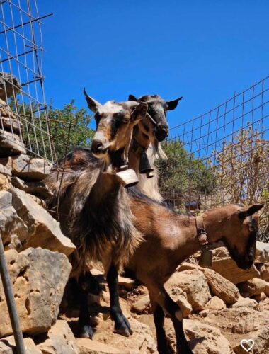 img 5877